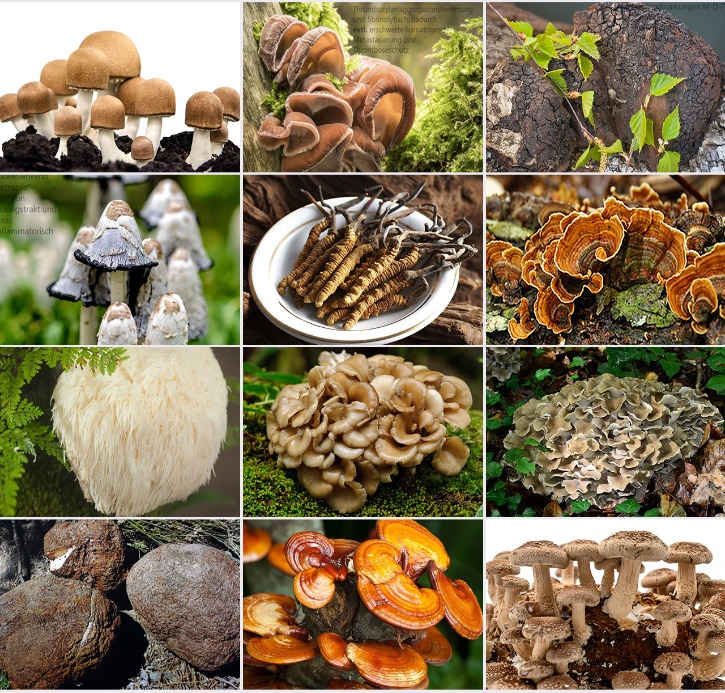 30-2_mushroom.jpg